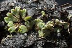 Riccia glauca