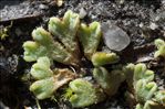 Riccia glauca