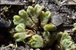 Riccia glauca