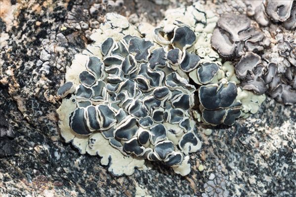Rhizoplaca melanophthalma