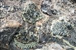 Rhizoplaca melanophthalma