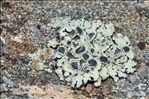 Rhizoplaca melanophthalma