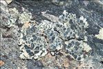Rhizoplaca melanophthalma