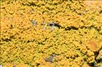 Polycauliona candelaria