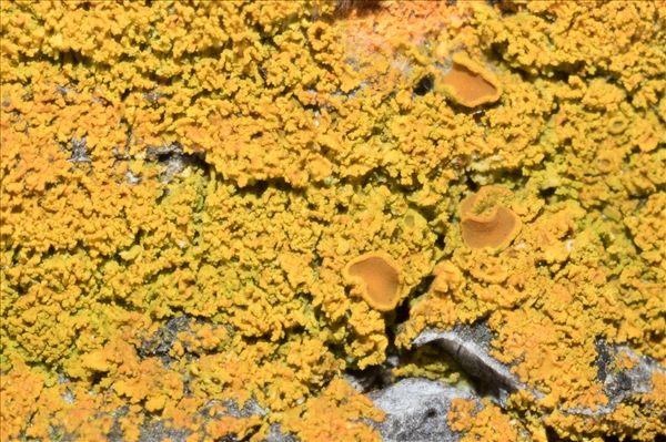 Polycauliona candelaria