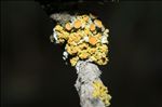 Polycauliona polycarpa
