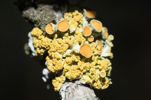 Polycauliona polycarpa
