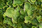 Peltigera leucophlebia