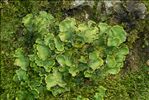 Peltigera leucophlebia