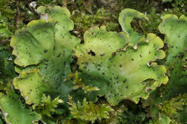 Peltigera leucophlebia