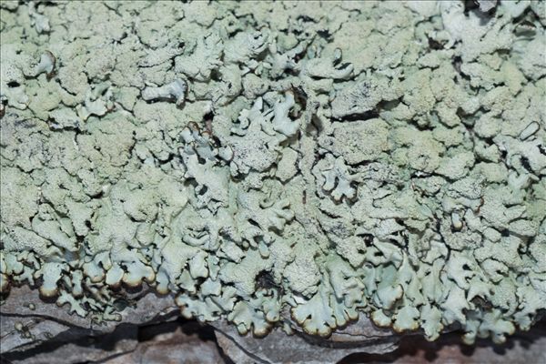 Hypogymnia farinacea