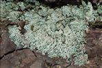 Hypogymnia farinacea