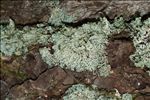 Hypogymnia farinacea