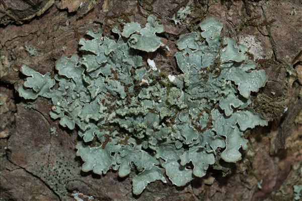 Punctelia jeckeri