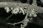 Ramalina canariensis