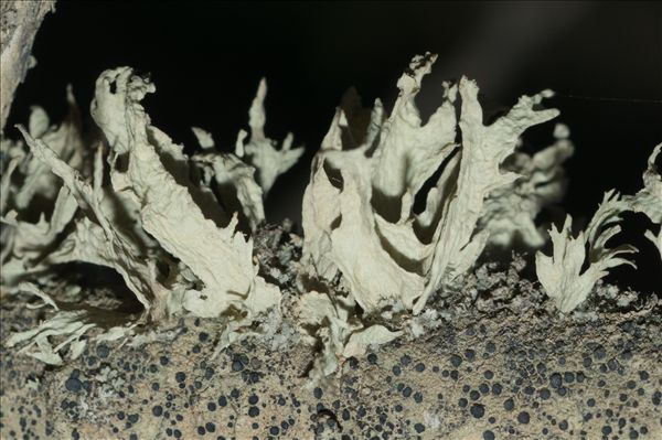 Ramalina canariensis