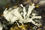 Ramalina canariensis