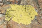 Pleopsidium flavum