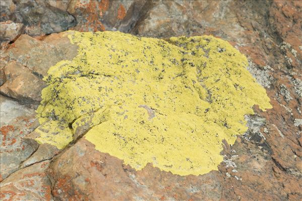 Pleopsidium flavum