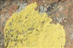 Pleopsidium flavum