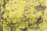 Pleopsidium flavum