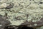 Parmeliopsis ambigua