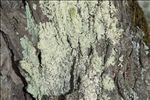 Parmeliopsis ambigua