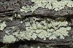 Parmeliopsis ambigua