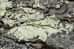 Parmeliopsis ambigua