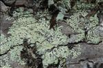 Parmeliopsis ambigua