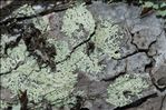 Parmeliopsis ambigua