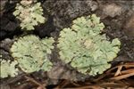 Parmeliopsis ambigua