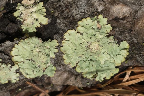 Parmeliopsis ambigua