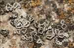 Polyozosia dispersa