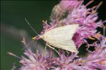 Udea lutealis