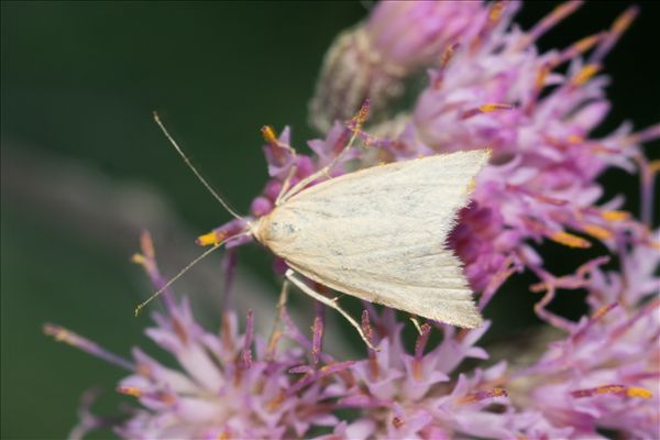 Udea lutealis