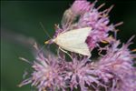 Udea lutealis