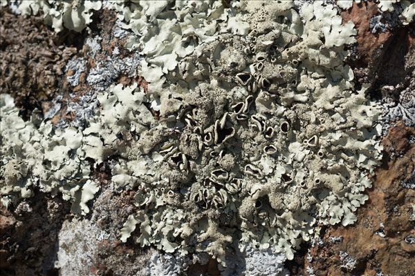 Xanthoparmelia tinctina
