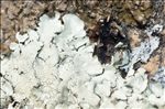 Xanthoparmelia tinctina
