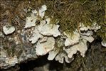 Lobaria scrobiculata