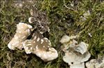 Lobaria scrobiculata