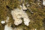 Lobaria scrobiculata