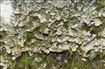 Lobaria scrobiculata