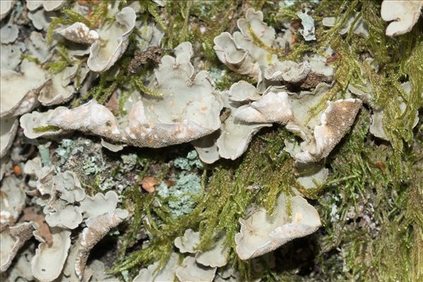 Lobaria scrobiculata