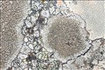 Pertusaria mammosa