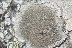 Pertusaria mammosa