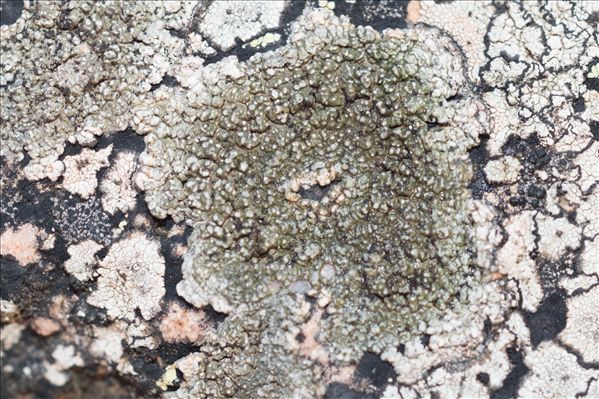 Pertusaria mammosa