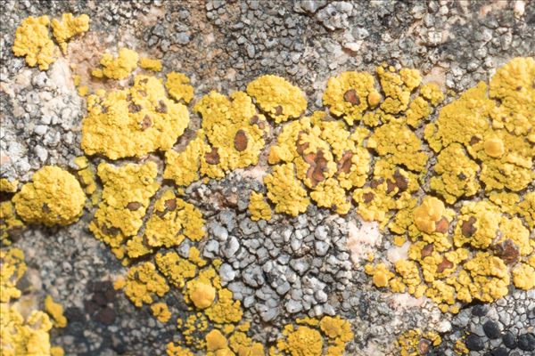 Caloplaca grimmiae