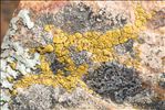 Caloplaca grimmiae