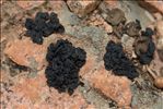 Lichinella cribellifera